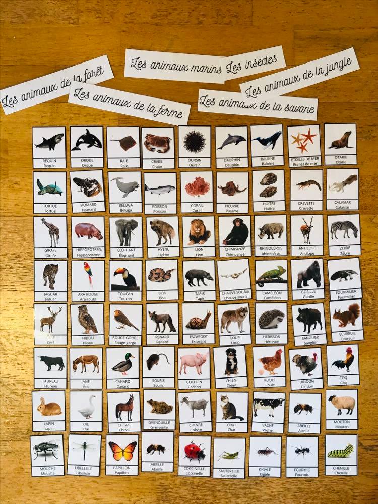 Méga pack de carte de nomenclature prête à l'emploi – Image 2