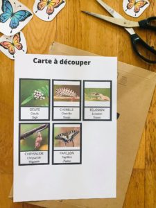 Cycle du papillon avec cartes de nomenclature