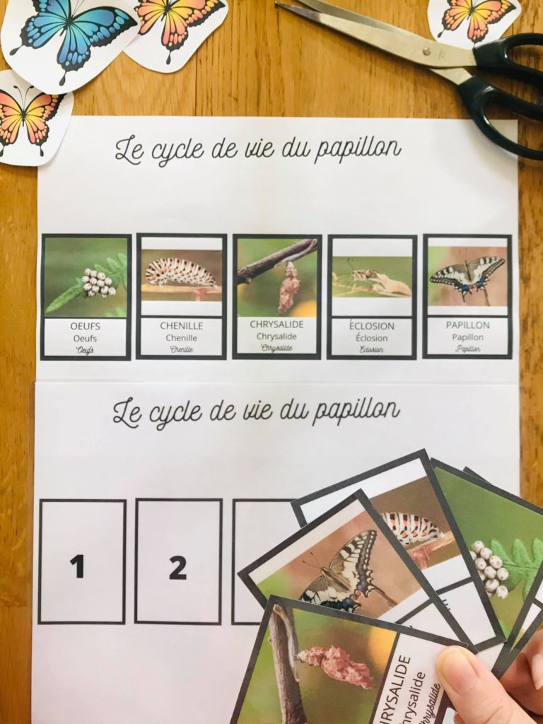 Cycle du papillon avec cartes de nomenclature