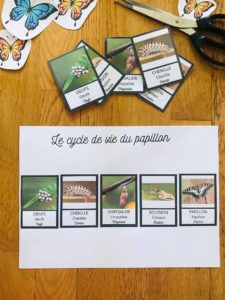 Cycle du papillon avec cartes de nomenclature
