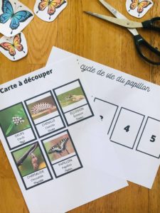Cycle du papillon avec cartes de nomenclature