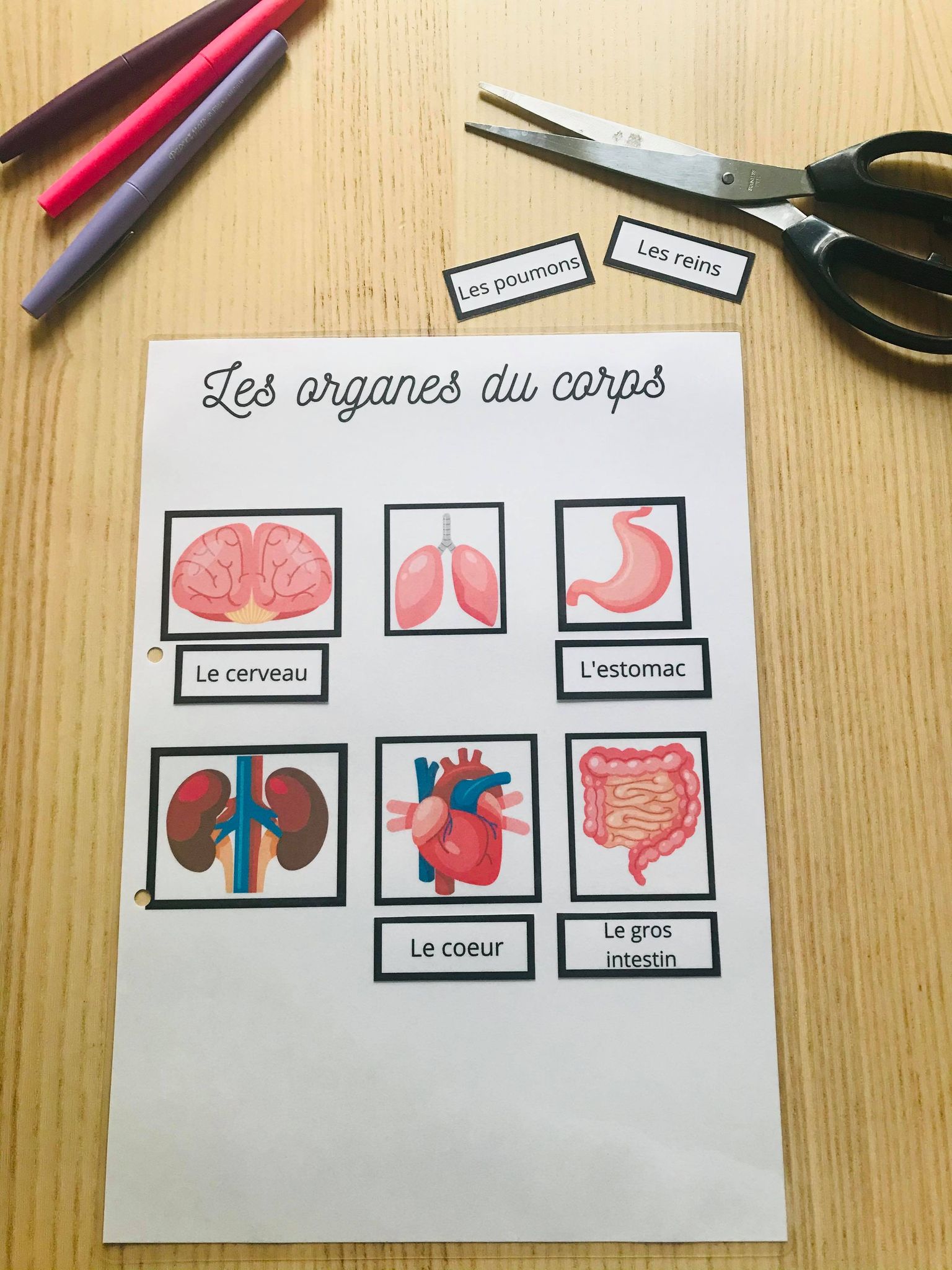 Cahier d'activité corps humain prêt à l'emploi – Image 6