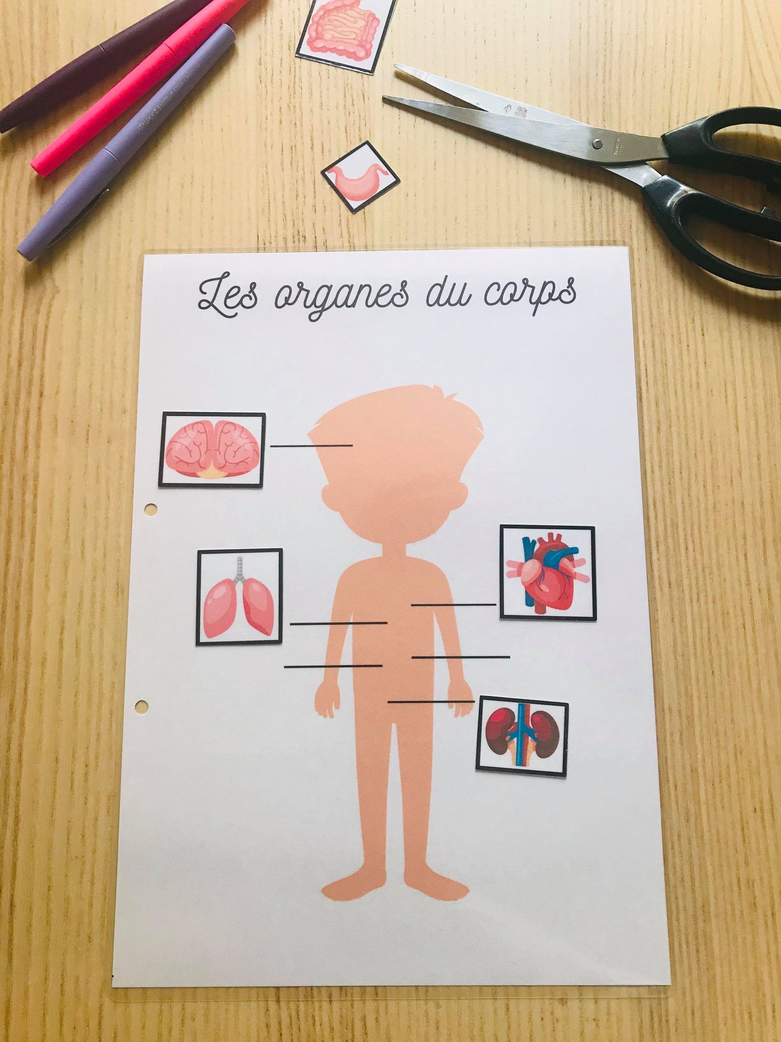PDF quiet book du corps humain à imprimer – Image 20