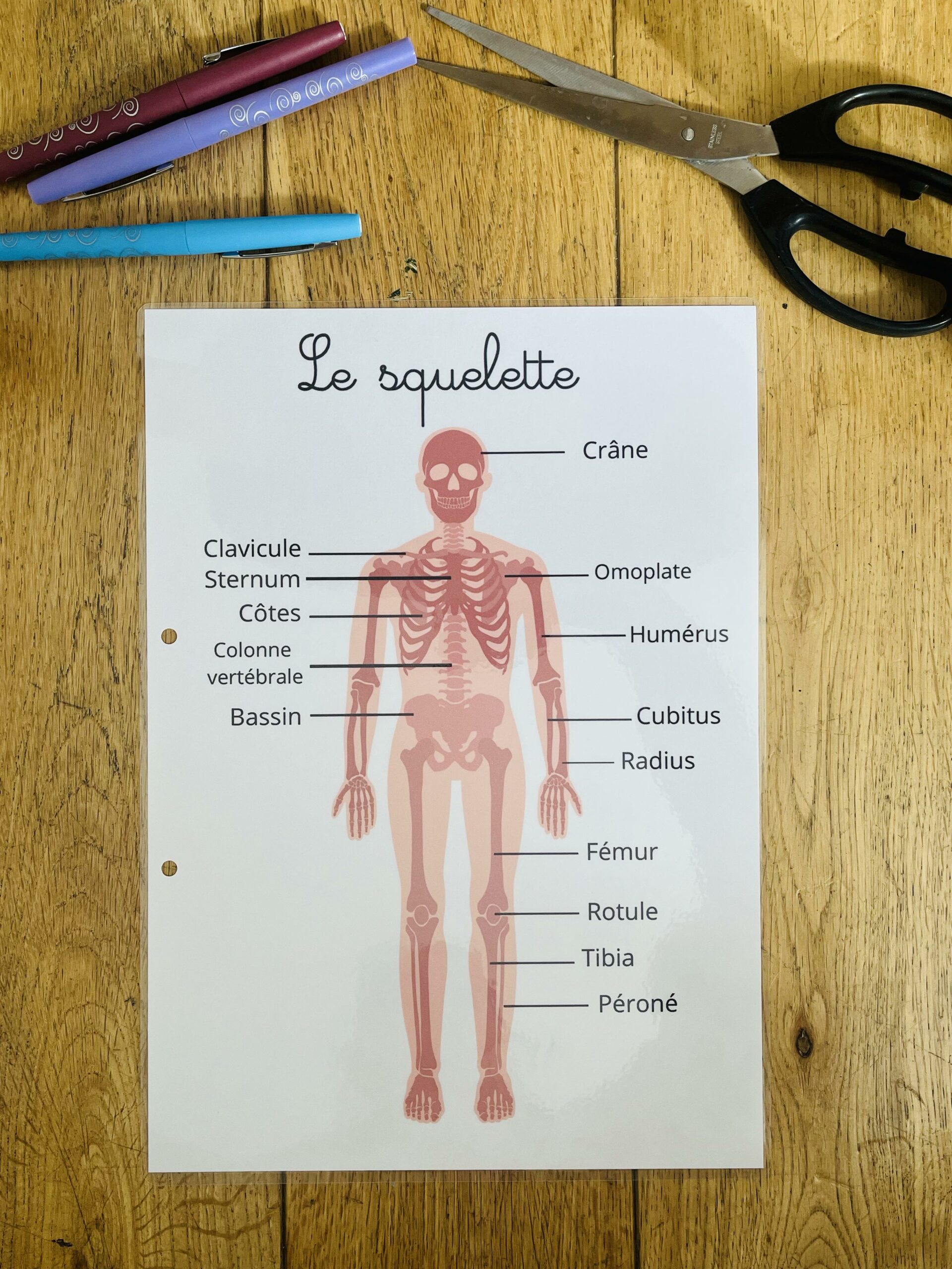 PDF quiet book du corps humain à imprimer – Image 32