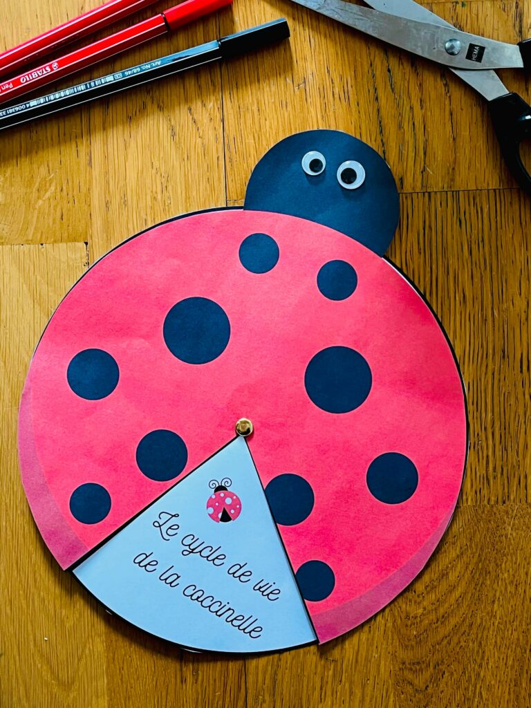 Cycle de vie de la coccinelle