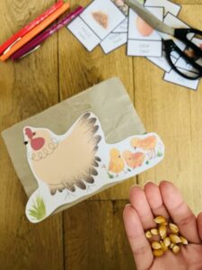 Cycle de la poule pour enfant