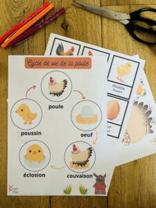 Cycle de la poule pour enfant