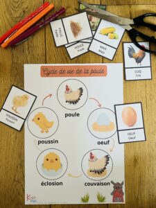 Cycle de la poule pour enfant