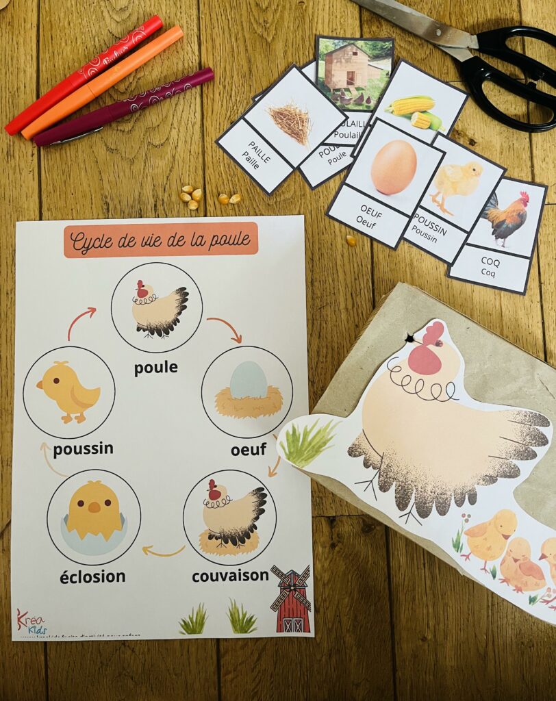 Cycle de la poule pour enfant