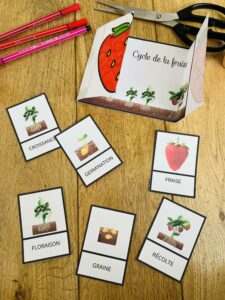 Cycle de vie de la fraise montessori