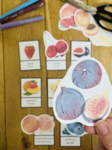 Activité sur les fruits montessori