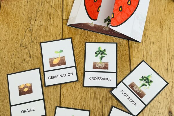 Cycle de vie de la fraise montessori