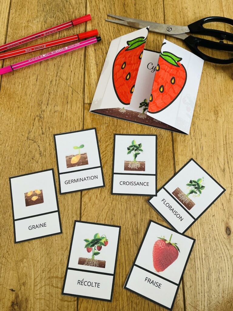 Cycle de vie de la fraise montessori