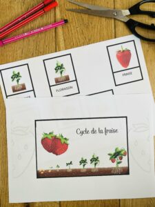 Cycle de vie de la fraise montessori