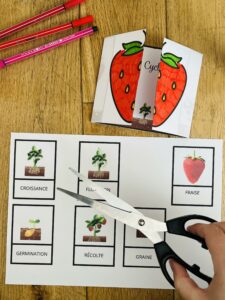 Cycle de vie de la fraise montessori